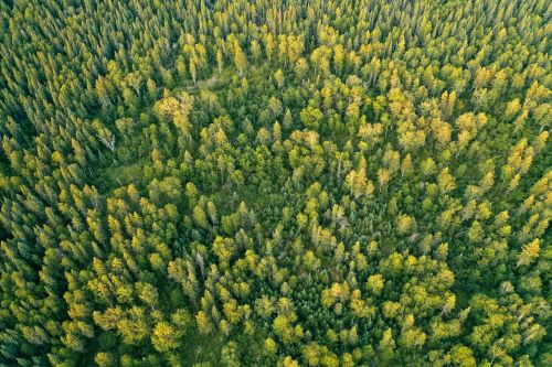 林业碳汇投资项目可行性研究报告