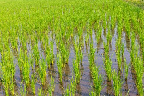 young-rice-growing-paddy-field_1150-8061.jpg