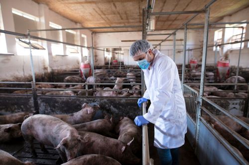 veterinarian-leaning-cage-fence-observing-pigs-pig-farm-checking-their-health-growth_342744-352.jpg