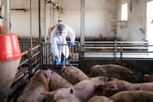 2023年生猪行业价格走势及后市预测